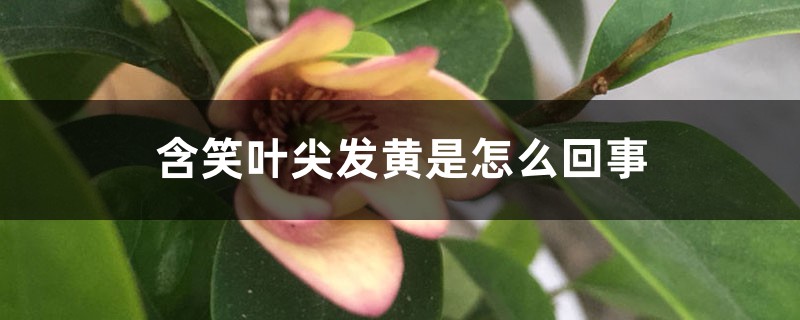 含笑叶尖发黄是怎么回事 含笑叶尖发黄是怎么回事
