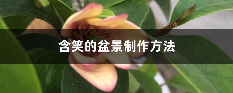 含笑的盆景制作方法 含笑的盆景制作方法