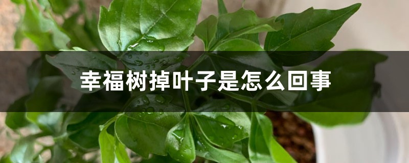 幸福树掉叶子是怎么回事 幸福树掉叶子是怎么回事