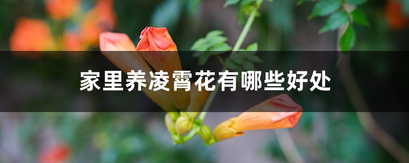 家里养凌霄花有哪些好处 家里养凌霄花有哪些好处