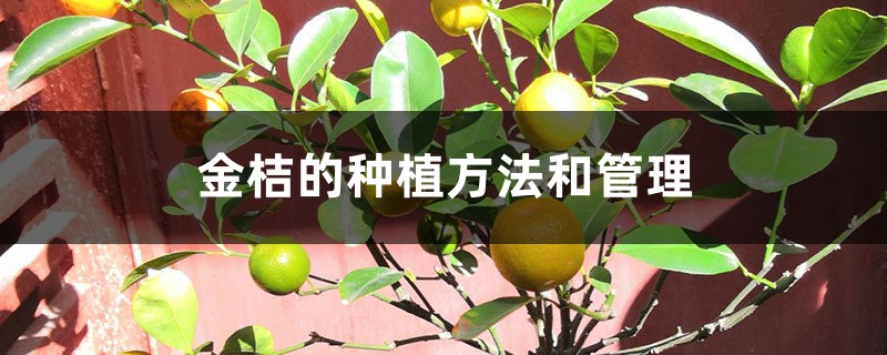 金桔的种植方法和管理 金桔的种植方法和管理