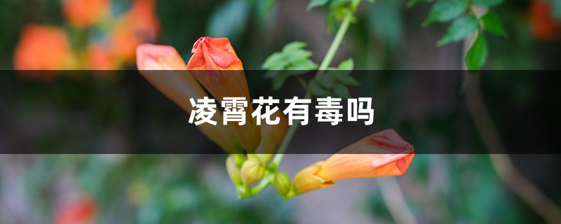 凌霄花有毒吗 凌霄花有毒吗
