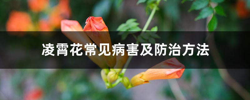 凌霄花常见病害及防治方法 凌霄花常见病害及防治方法