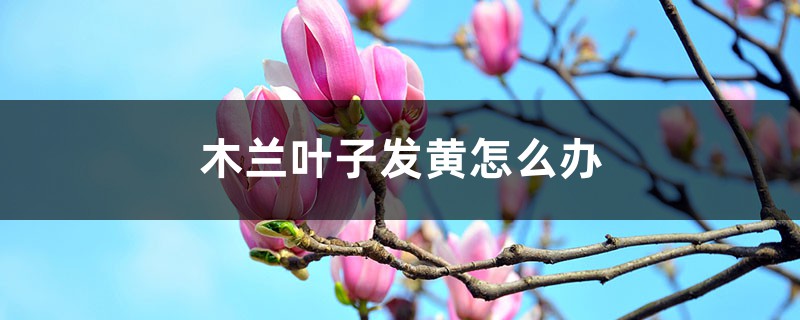 木兰叶子发黄怎么办 木兰叶子发黄怎么办