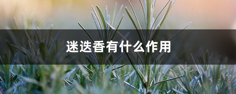 迷迭香有什么作用 迷迭香有什么作用