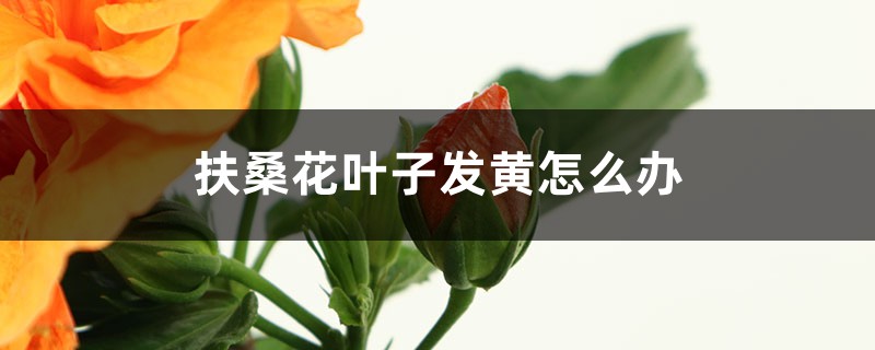 扶桑花叶子发黄怎么办 扶桑花叶子发黄怎么办