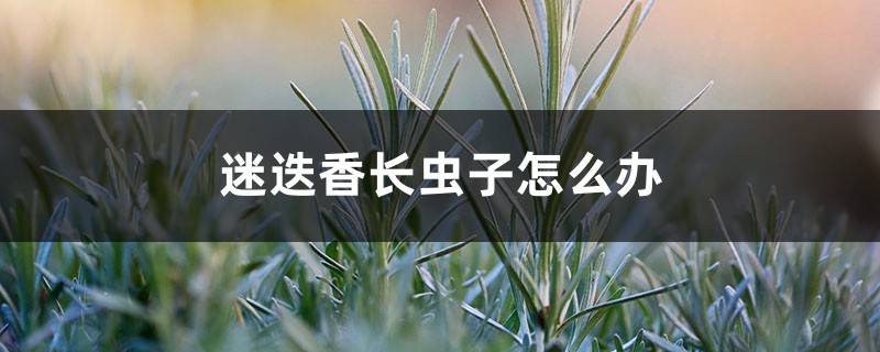 迷迭香长虫子怎么办 迷迭香长虫子怎么办