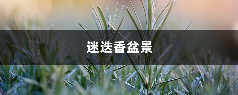 迷迭香盆景 迷迭香盆景