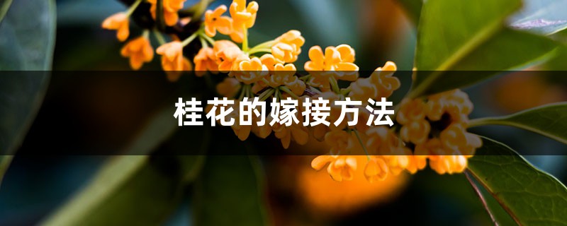 桂花的嫁接方法 桂花的嫁接方法