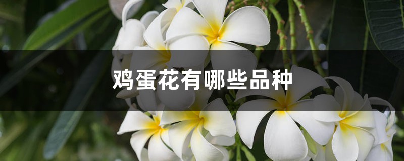鸡蛋花有哪些品种 鸡蛋花有哪些品种