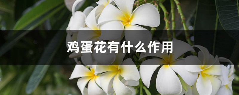 鸡蛋花有什么作用 鸡蛋花有什么作用