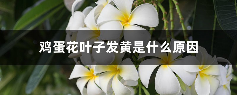 鸡蛋花叶子发黄是什么原因 鸡蛋花叶子发黄是什么原因