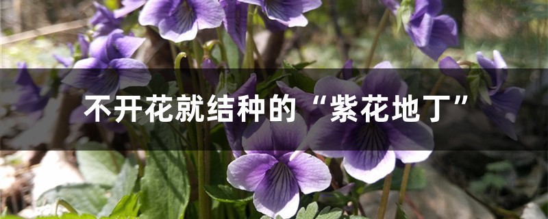 不开花就结种的“紫花地丁” 不开花就结种的“紫花地丁”