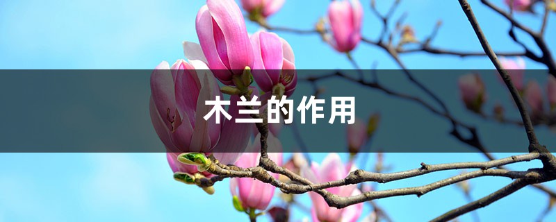 木兰的作用 木兰的作用