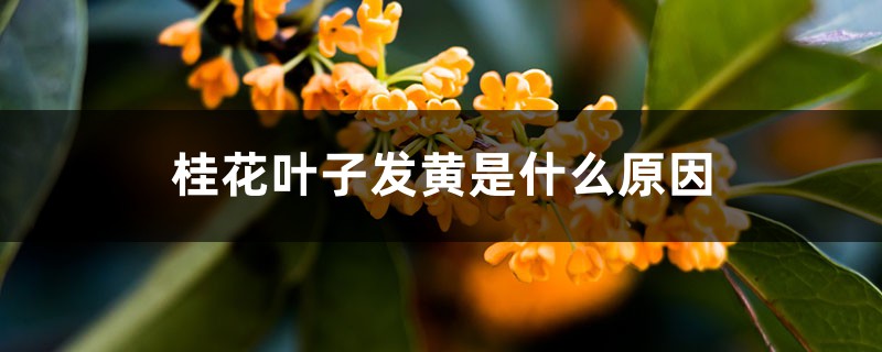 桂花叶子发黄是什么原因 桂花叶子发黄是什么原因