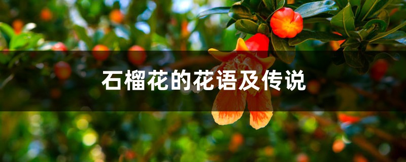 石榴花的花语及传说 石榴花的花语及传说