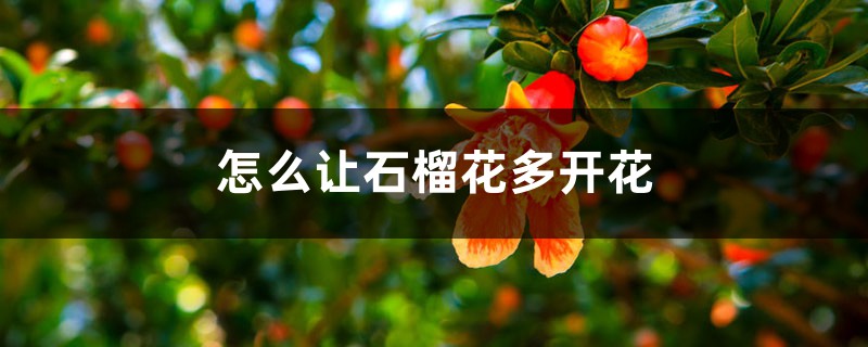 怎么让石榴花多开花 怎么让石榴花多开花