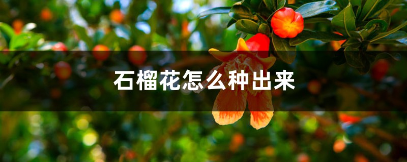石榴花怎么种出来 石榴花怎么种出来