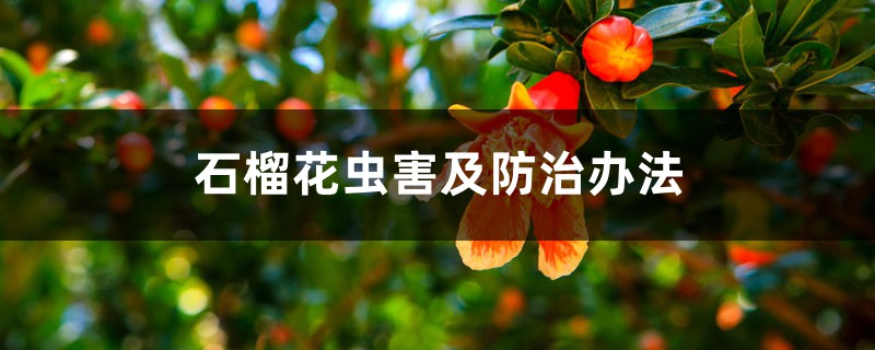 石榴花虫害及防治办法 石榴花虫害及防治办法