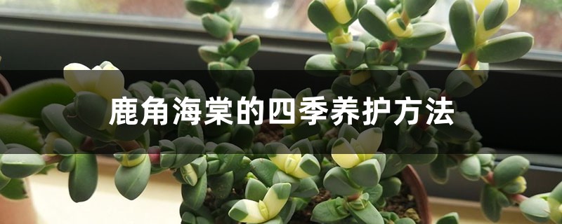 鹿角海棠的四季养护方法 鹿角海棠的四季养护方法