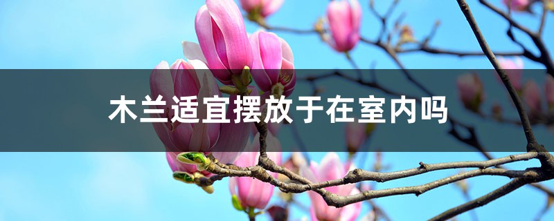 木兰适宜摆放于在室内吗 木兰适宜摆放于在室内吗