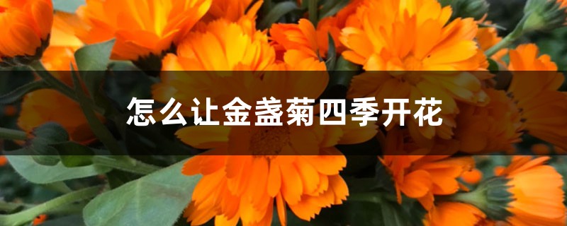 怎么让金盏菊四季开花 怎么让金盏菊四季开花