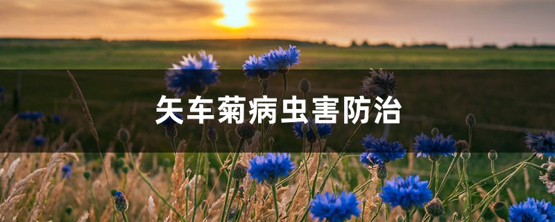 矢车菊病虫害防治 矢车菊病虫害防治