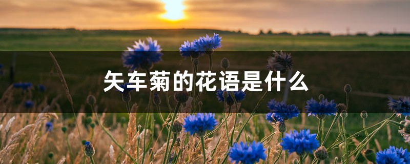 矢车菊的花语是什么 矢车菊的花语是什么