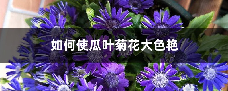 如何使瓜叶菊花大色艳 如何使瓜叶菊花大色艳