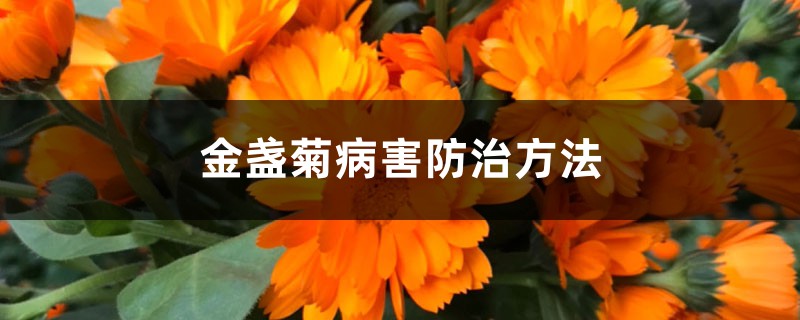 金盏菊病害防治方法 金盏菊病害防治方法