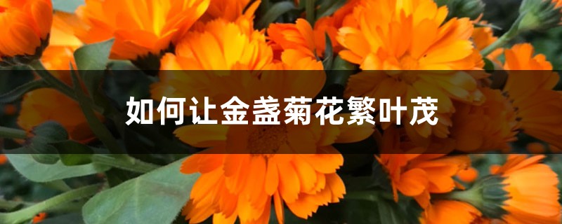 如何让金盏菊花繁叶茂 如何让金盏菊花繁叶茂
