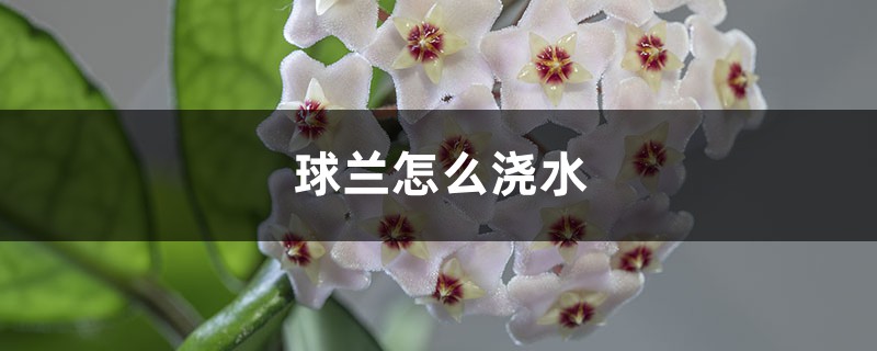 球兰怎么浇水 球兰怎么浇水