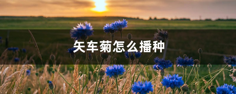 矢车菊怎么播种 矢车菊怎么播种
