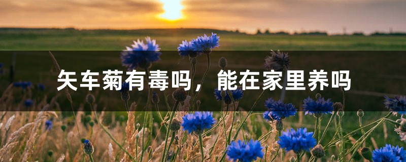 矢车菊有毒吗,能在家里养吗 矢车菊有毒吗,能在家里养吗