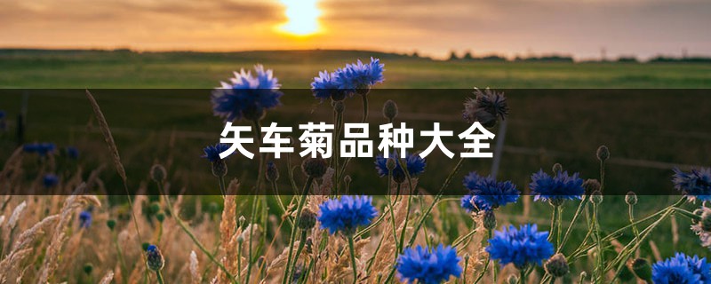 矢车菊品种大全 矢车菊品种大全