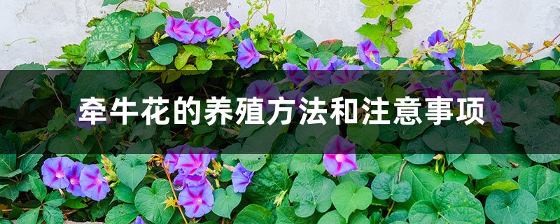 牵牛花的养殖方法和注意事项 牵牛花的养殖方法和注意事项