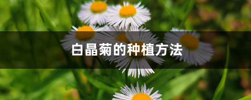 白晶菊的种植方法 白晶菊的种植方法