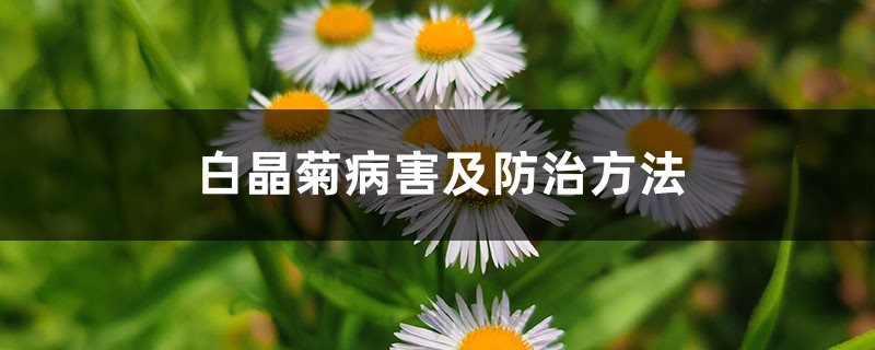 白晶菊病害及防治方法 白晶菊病害及防治方法