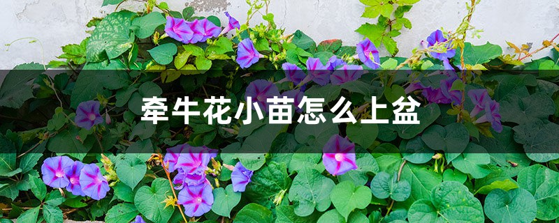 牵牛花小苗怎么上盆 牵牛花小苗怎么上盆