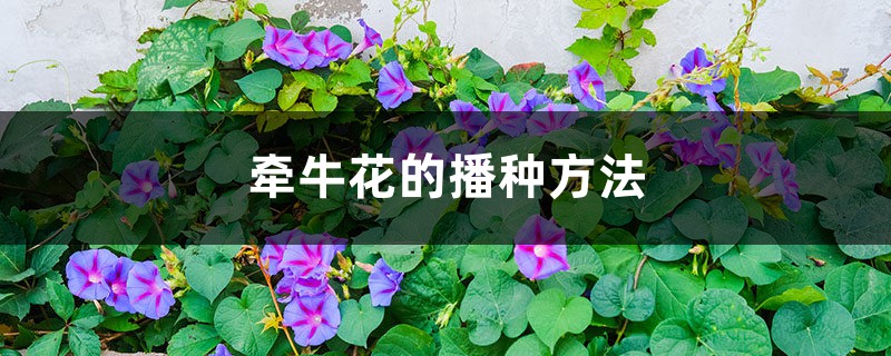 牵牛花的播种方法 牵牛花的播种方法