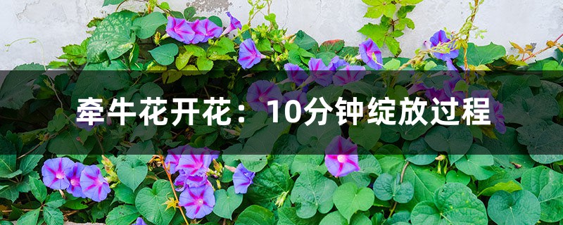 牵牛花开花:10分钟绽放过程 牵牛花开花:10分钟绽放过程