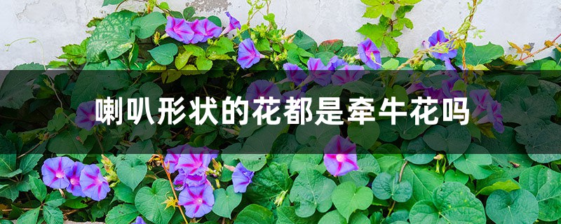 喇叭形状的花都是牵牛花吗 喇叭形状的花都是牵牛花吗