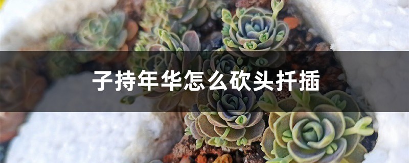 子持年华怎么砍头扦插 子持年华怎么砍头扦插