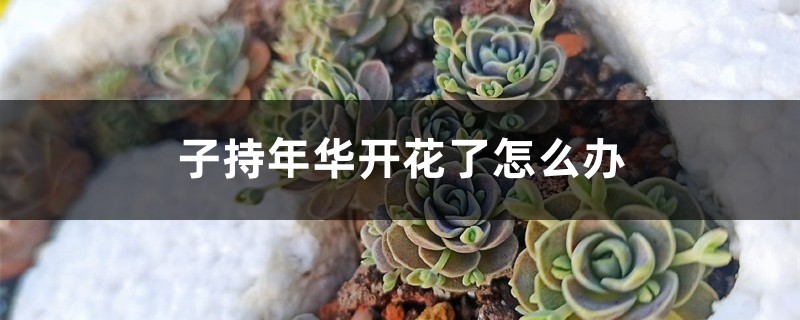 子持年华开花了怎么办 子持年华开花了怎么办