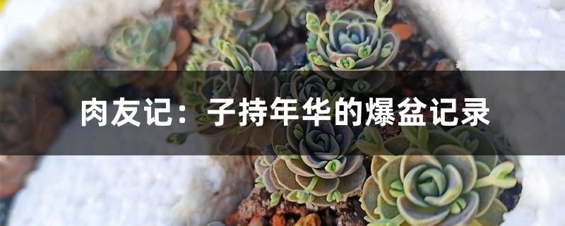 肉友记:子持年华的爆盆记录 肉友记:子持年华的爆盆记录