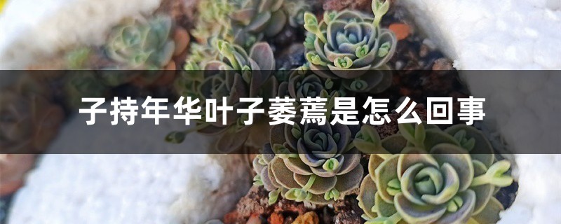 子持年华叶子萎蔫是怎么回事 子持年华叶子萎蔫是怎么回事