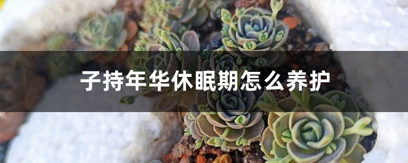 子持年华休眠期怎么养护 子持年华休眠期怎么养护