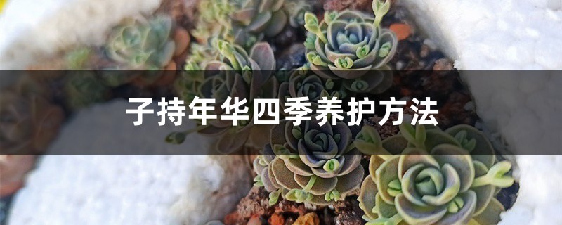 子持年华四季养护方法 子持年华四季养护方法