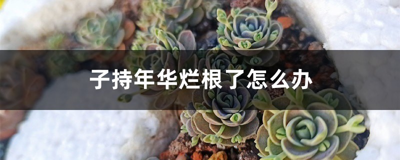 子持年华烂根了怎么办 子持年华烂根了怎么办