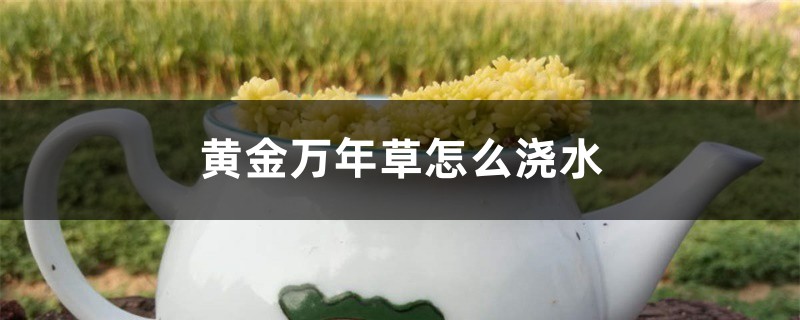 黄金万年草怎么浇水 黄金万年草怎么浇水